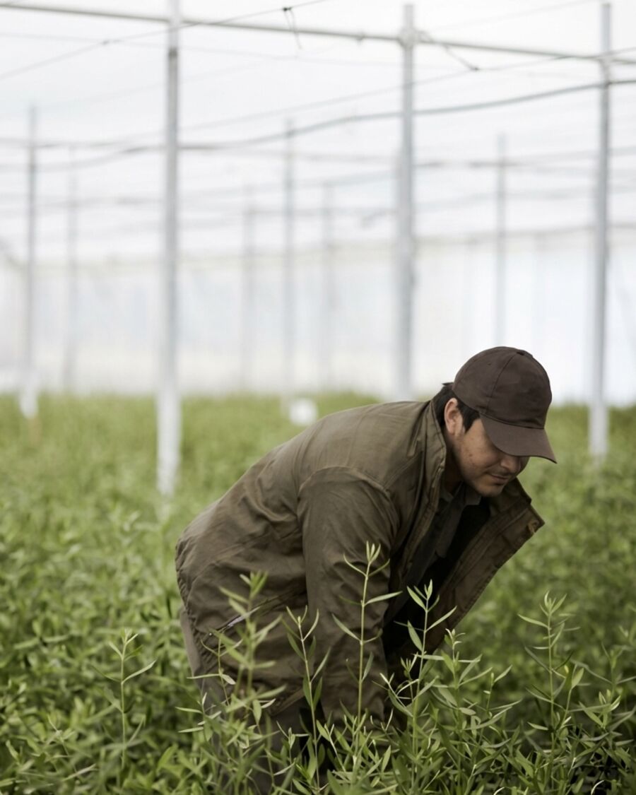 Técnico revisando plantines en el invernadero