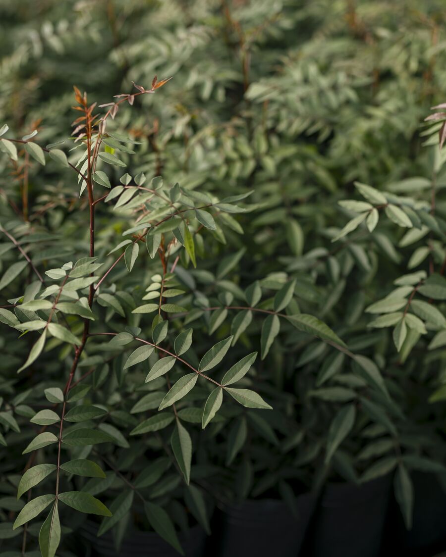 Plantas en producción en el vivero