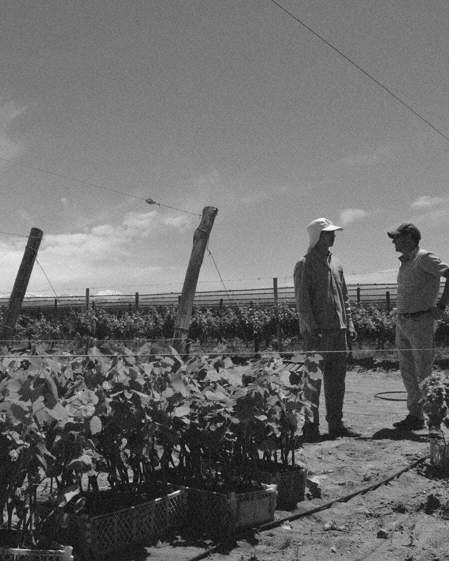 Técnicos recorriendo una plantación