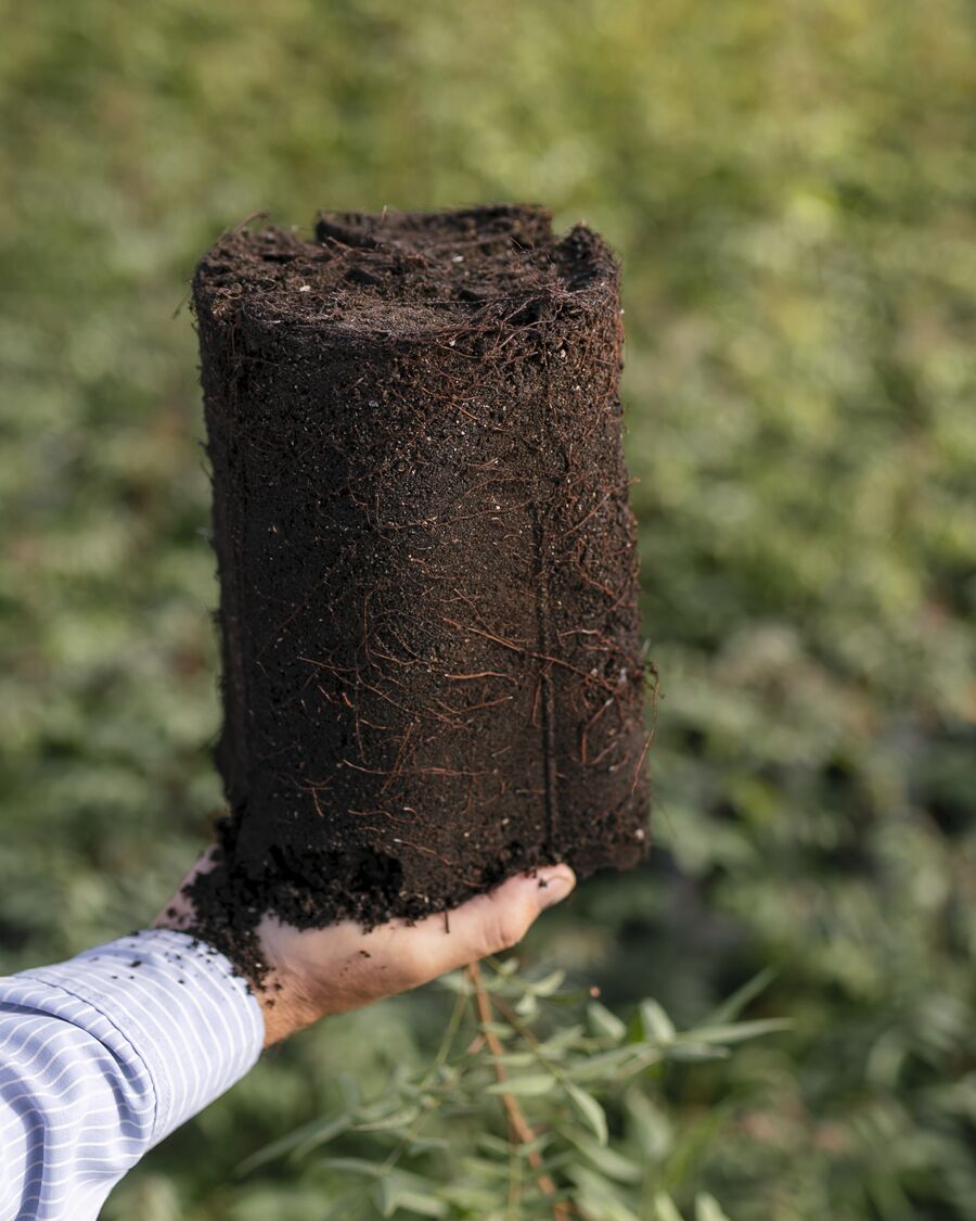 Planta en maceta con su pan de tierra