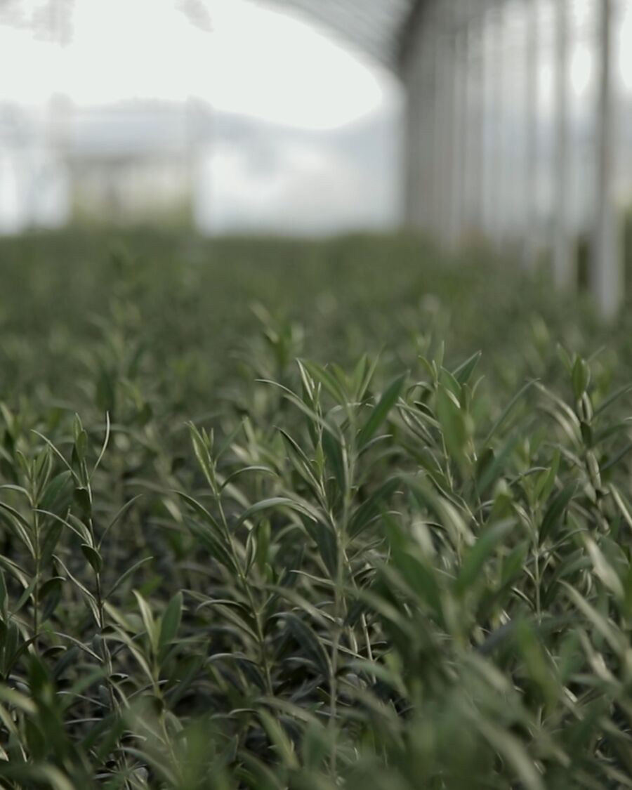 Plantas de olivo en el invernadero