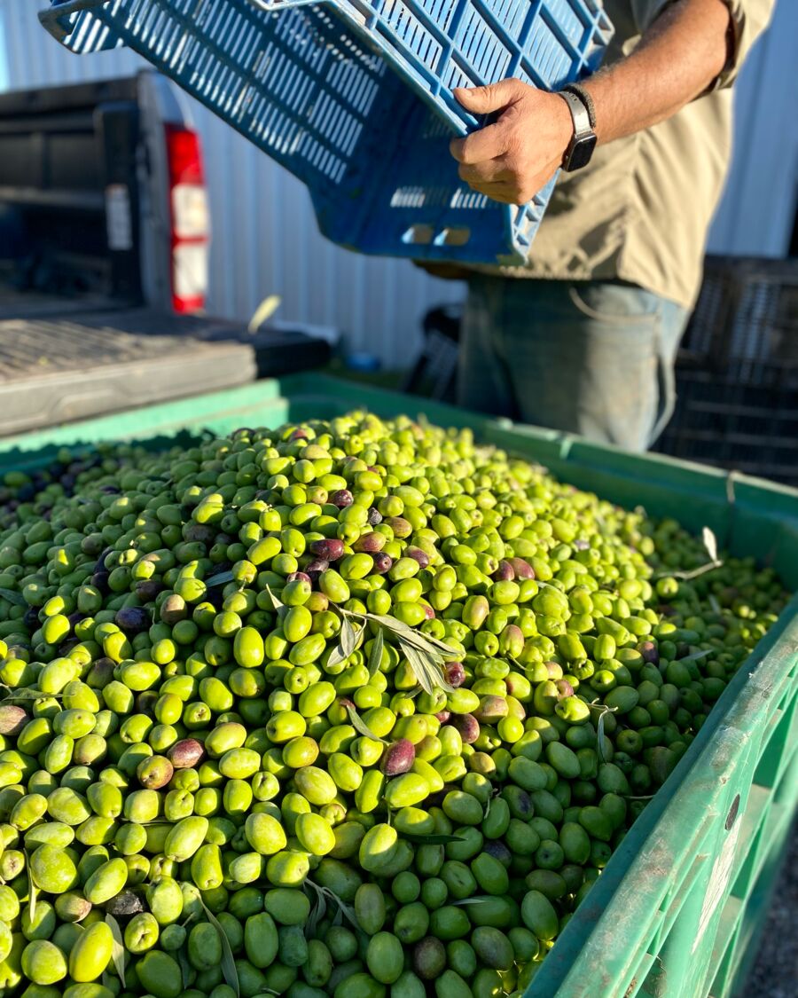 Cosecha de aceitunas en cajones