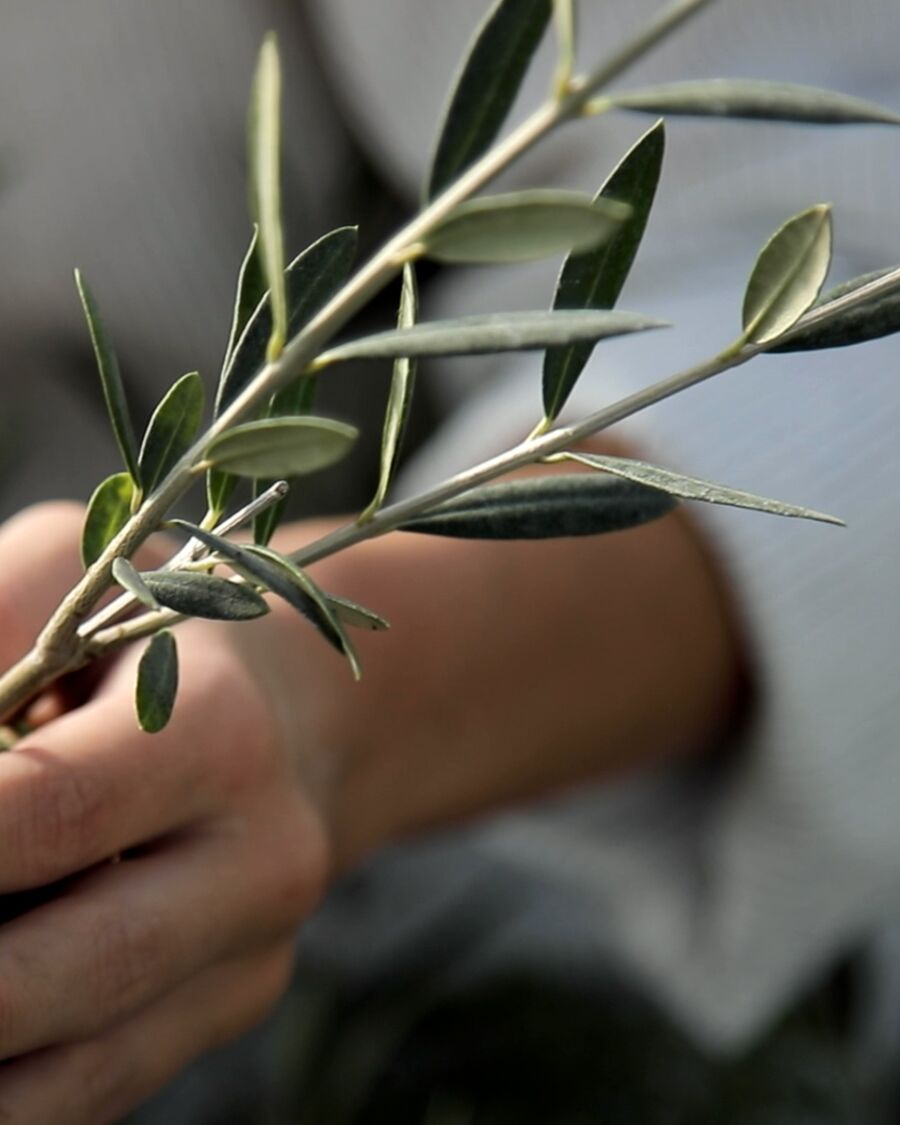 Planta de olivo con su pan de tierra