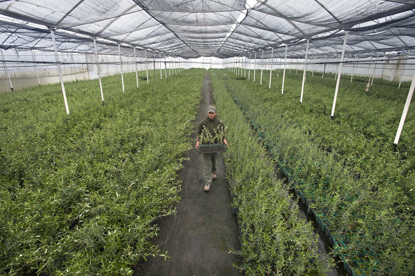 Operario recorriendo un invernadero con plantas de olivo