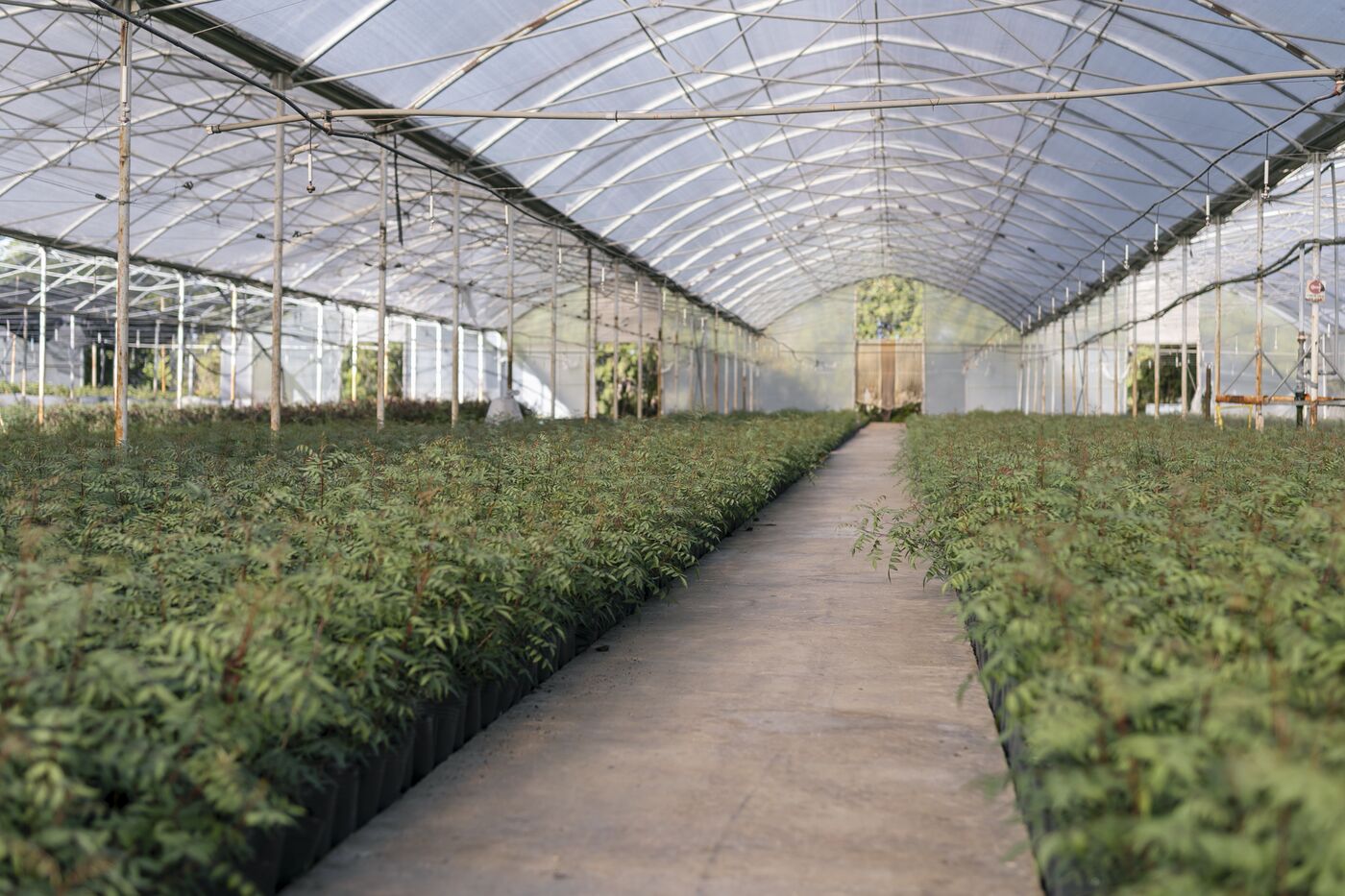 Interior de invernadero con plantines en producción