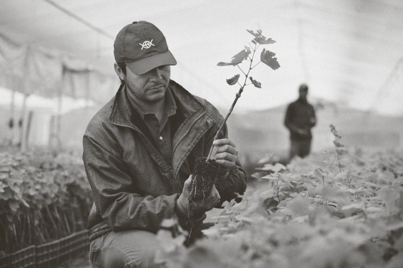 Productor revisando una planta en el vivero