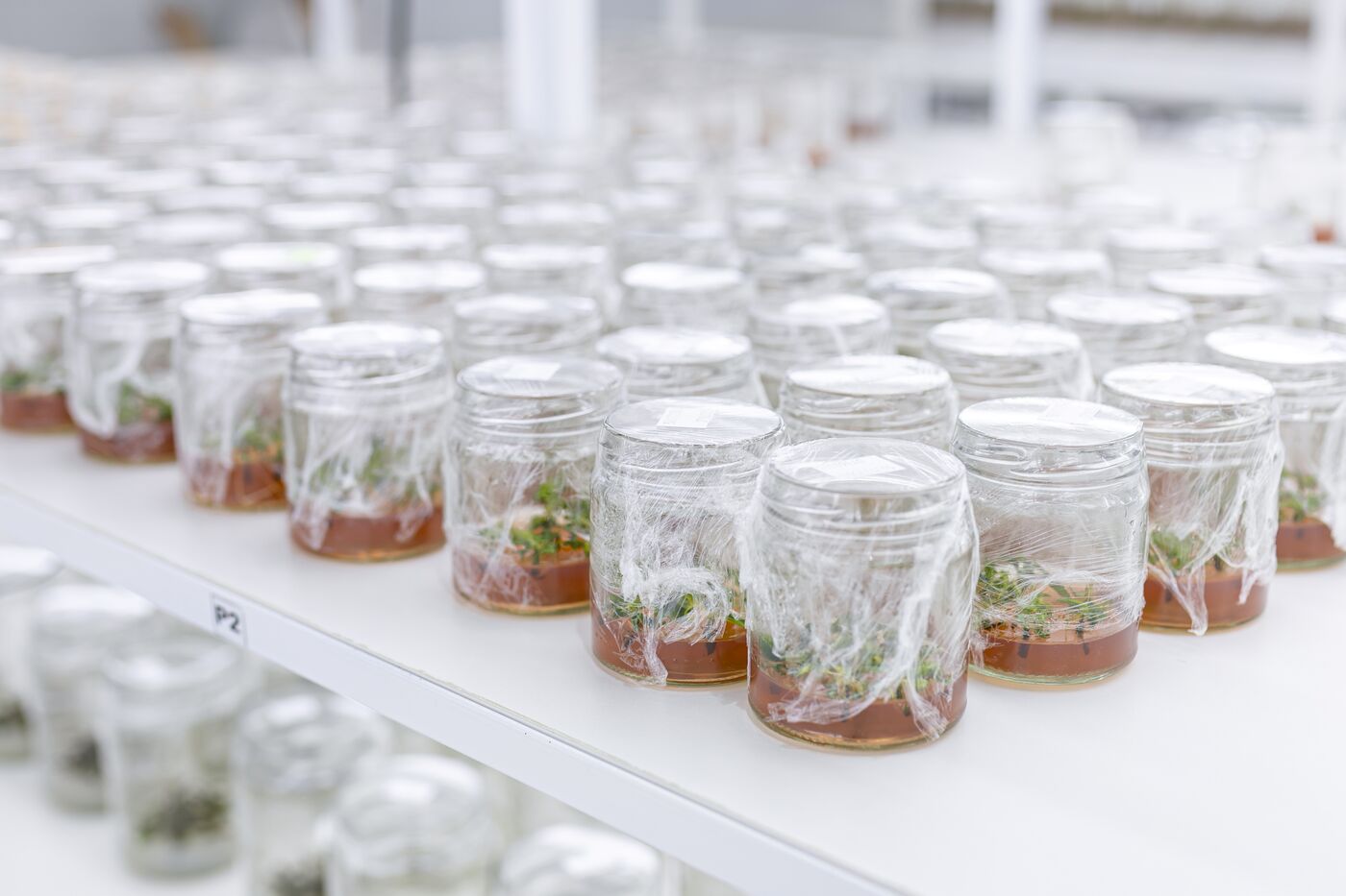 Frascos de cultivo in vitro en las estanterías del laboratorio