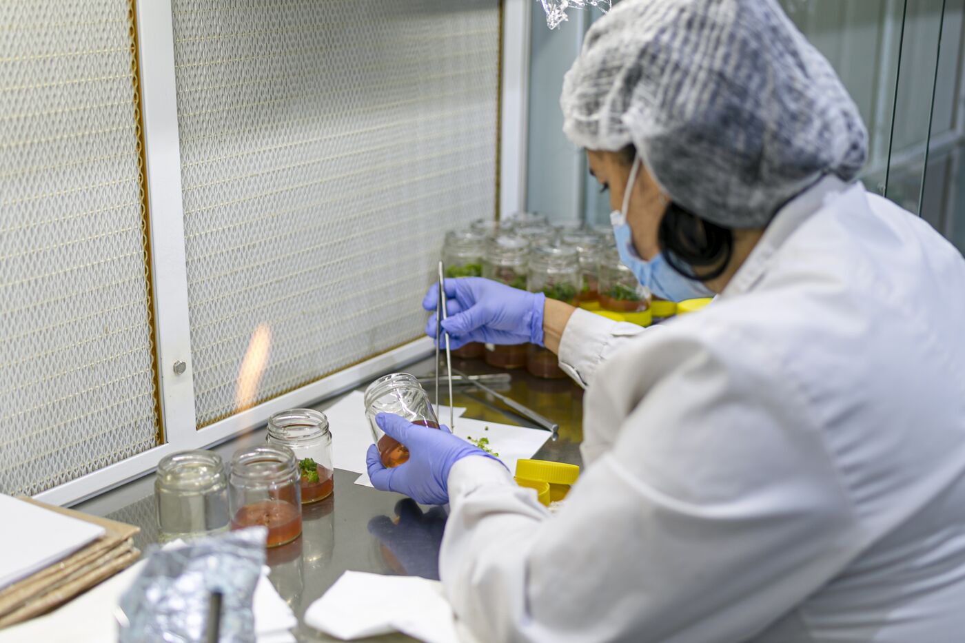 Técnica manipulando material vegetal en cabina de flujo laminar