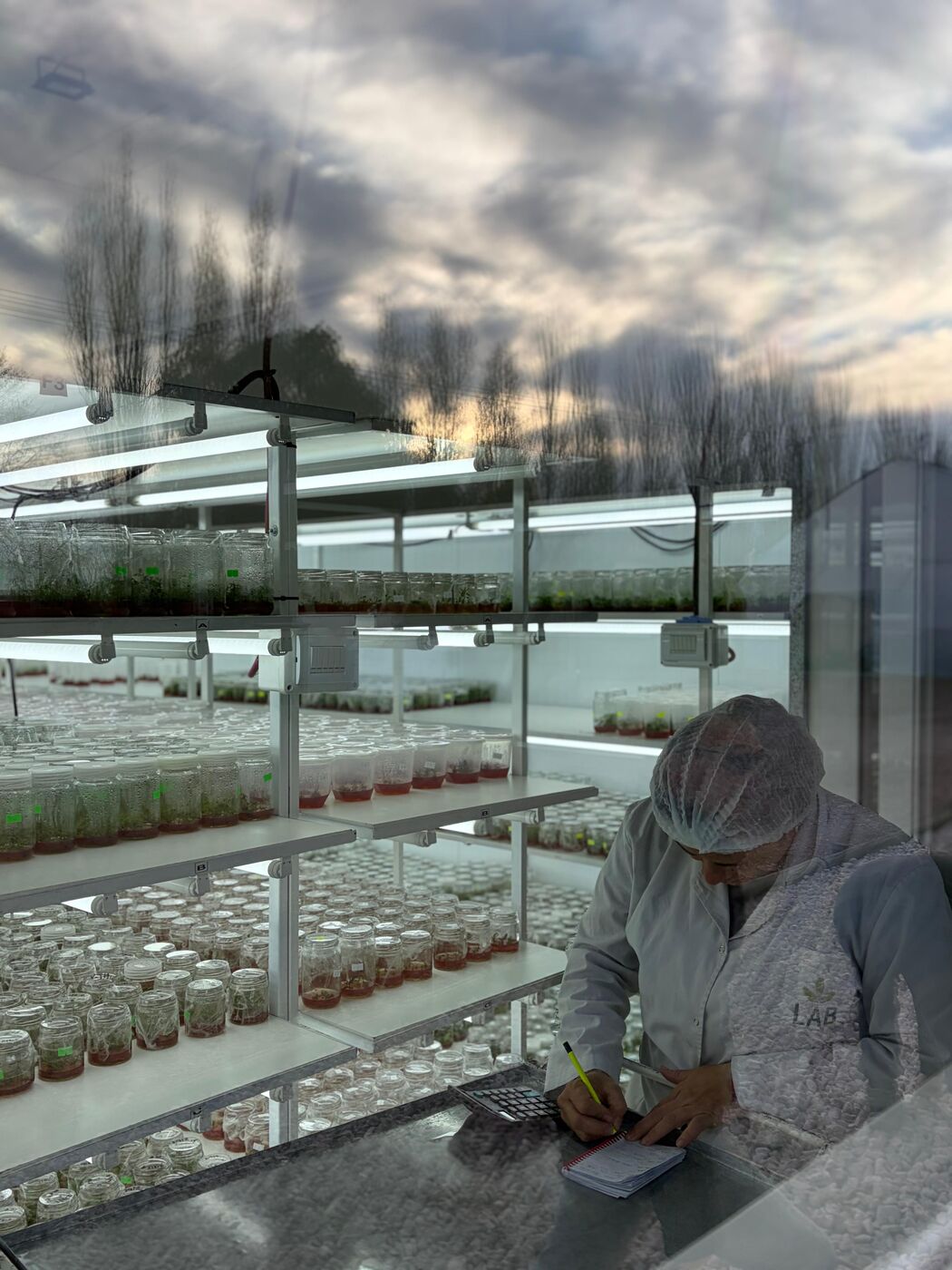 Cámara de crecimiento con frascos de cultivo in vitro