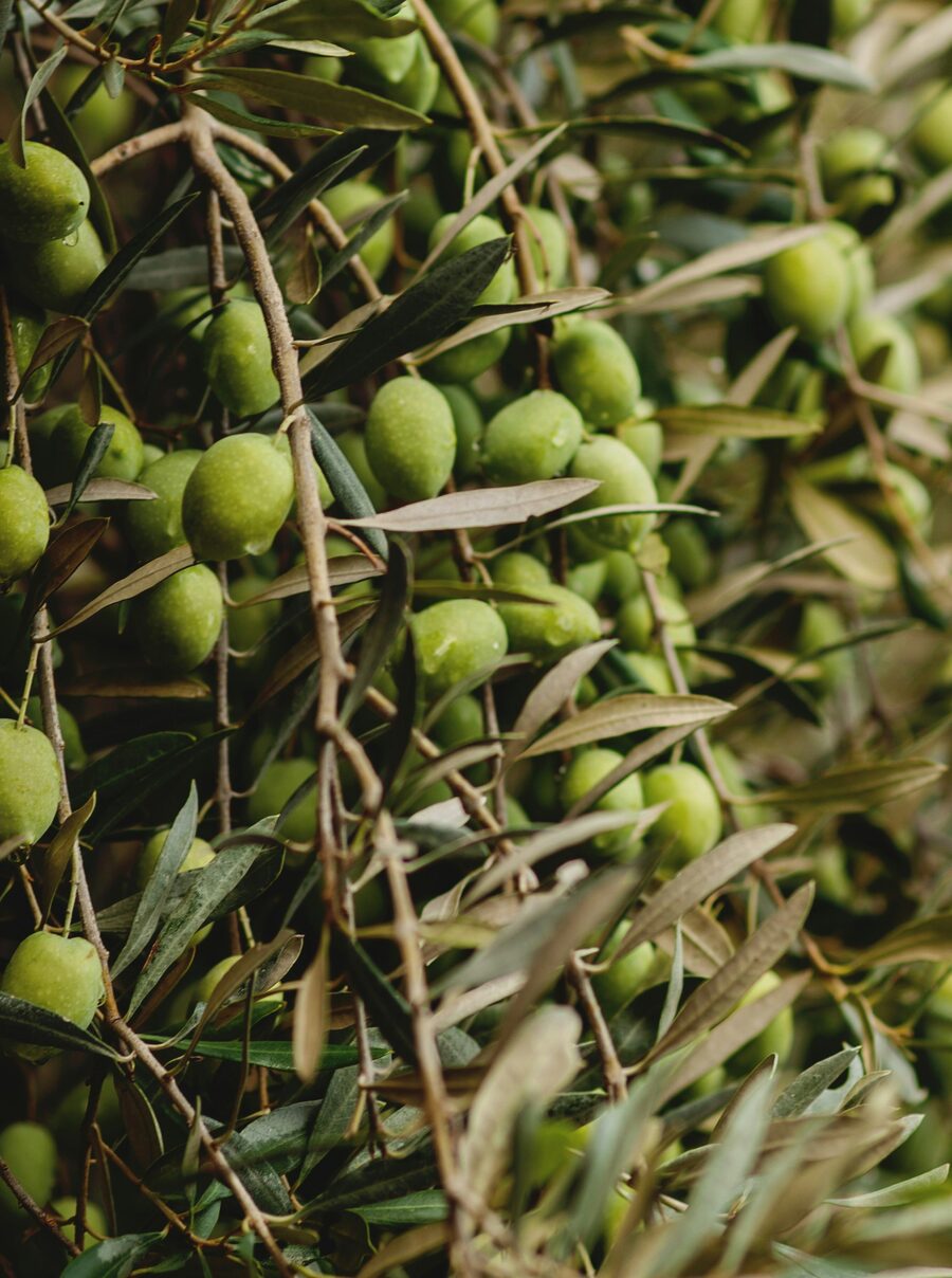 Ramas de olivo con aceitunas