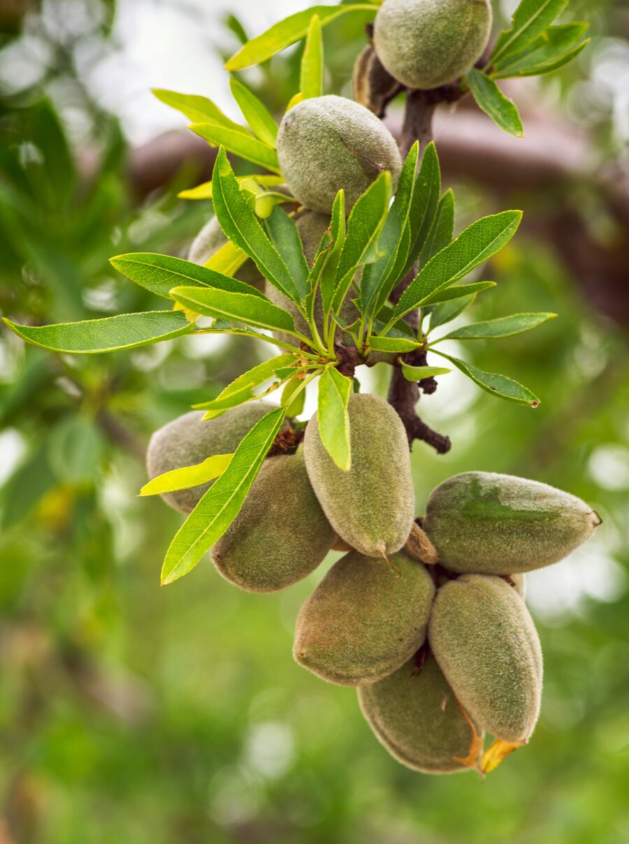 Almendras verdes en la rama