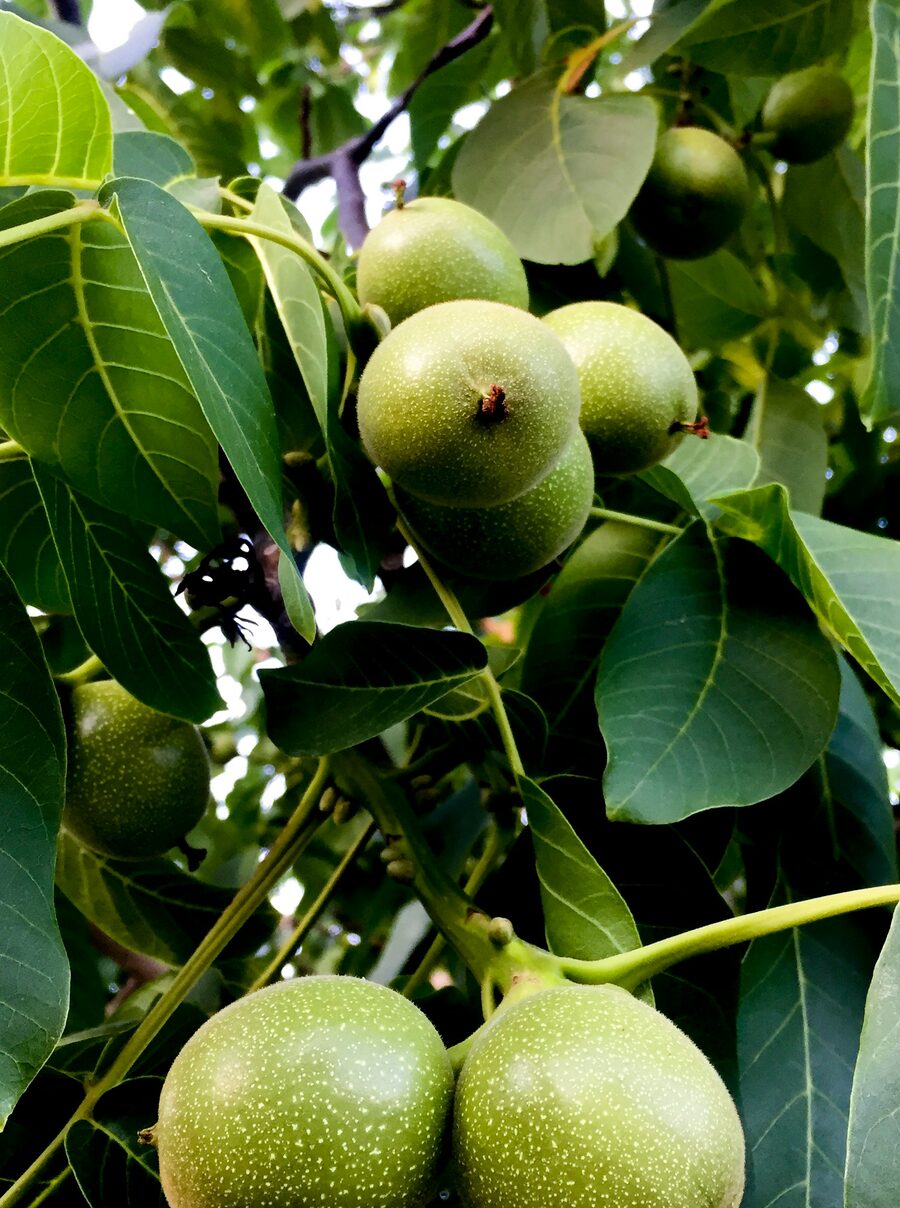 Nueces verdes en el árbol