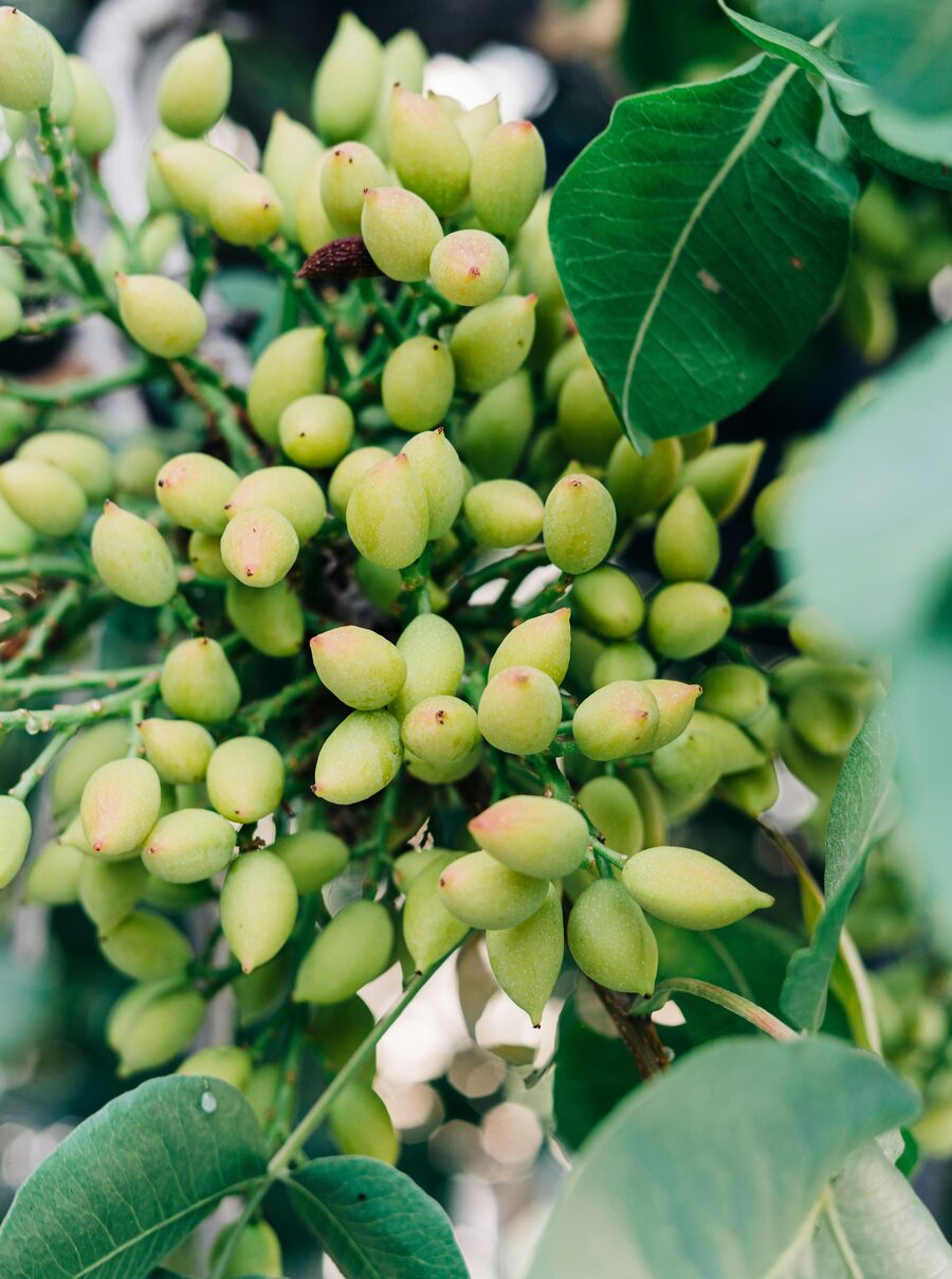 Racimo de pistachos en la planta