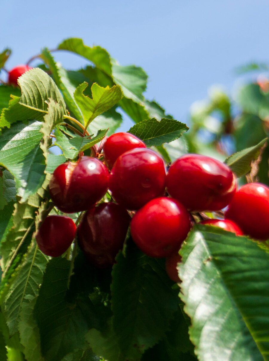 Cerezas maduras en la rama