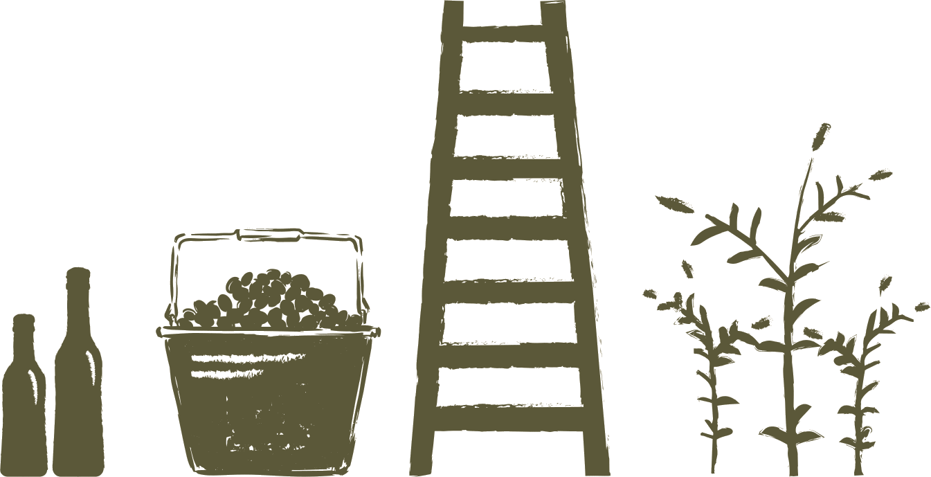 Ilustración: botellas, canasto con aceitunas, escalera de cosecha y plantas de olivo